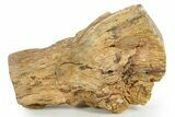 Triassic-Age Petrified Wood Log - Madagascar #379259-1